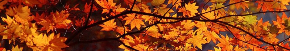 East Lake Washington District of Garden Clubs