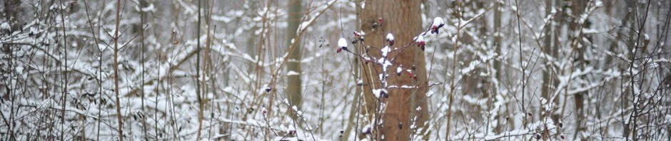 East Lake Washington District of Garden Clubs